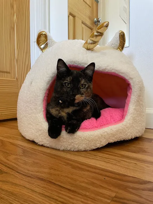 Uniquely Cats Veterinary Center Picture 4