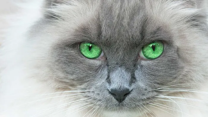 Uniquely Cats Veterinary Center Picture 3