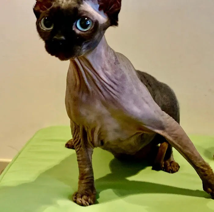 Uniquely Cats Veterinary Center Picture 5