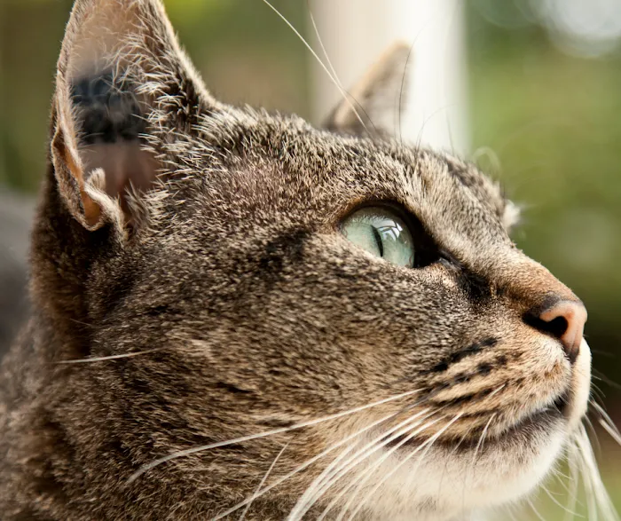 Uniquely Cats Veterinary Center Picture 10