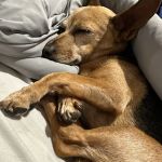 Sunrise Veterinary Services