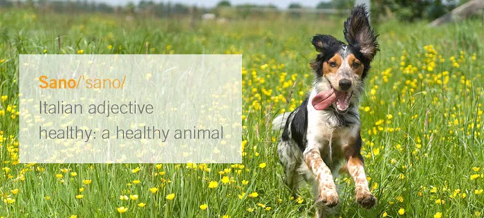 Sano Hospital for Animals Picture 9