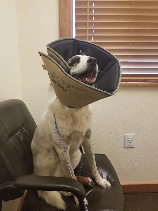 Aspen Creek Veterinary Hospital (at Pleasant Park) Picture 3
