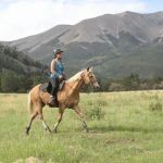 Bighorn Veterinary Service