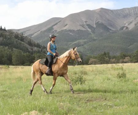 Bighorn Veterinary Service