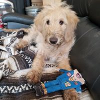 Lone Rock Veterinary Hospital ico