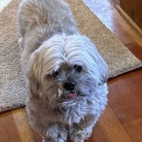 Nederland Veterinary Hospital ico