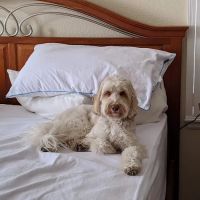 Castle Pines Veterinary Hospital ico