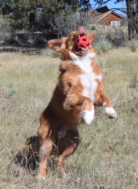 Peak Performance Veterinary Group: Castle Pines Picture 1