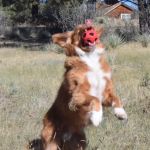 Peak Performance Veterinary Group: Castle Pines