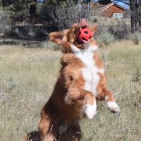 Peak Performance Veterinary Group: Castle Pines ico