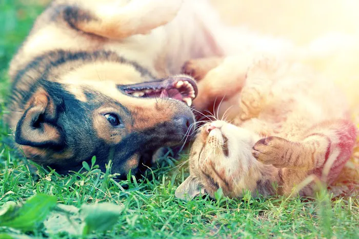 Animal Dental Care & Oral Surgery Picture 1