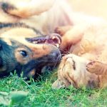 Animal Dental Care & Oral Surgery