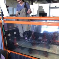 Animal Rehabilitation And Wellness Center ico