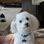 Animal Care Center of Castle Pines