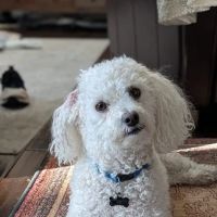 Animal Care Center of Castle Pines ico