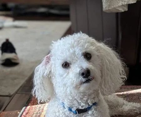 Animal Care Center of Castle Pines