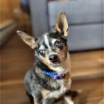 Brekke Veterinary Clinic Happy Canyon Rd