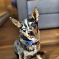 Brekke Veterinary Clinic Happy Canyon Rd ico