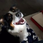 Paw Prints Vet Clinic