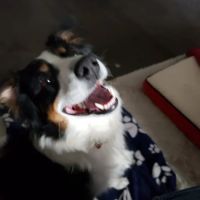 Paw Prints Vet Clinic ico