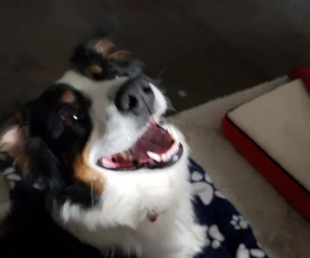 Paw Prints Vet Clinic