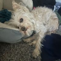 Muir Oaks Veterinary Hospital ico