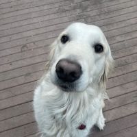 Contra Costa Spay & Neuter ico