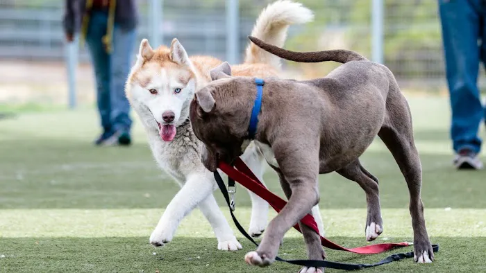 Contra Costa Spay & Neuter Picture 5