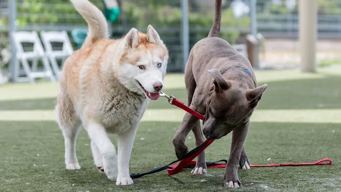 Contra Costa Spay & Neuter Picture 3