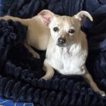Montecito Animal Clinic