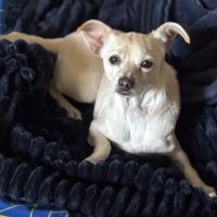 Montecito Animal Clinic ico
