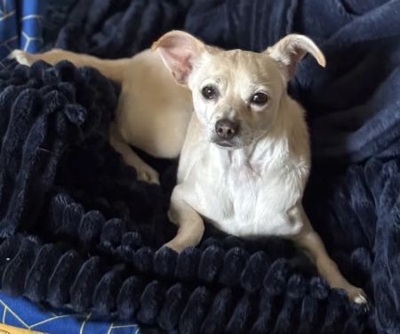 Montecito Animal Clinic