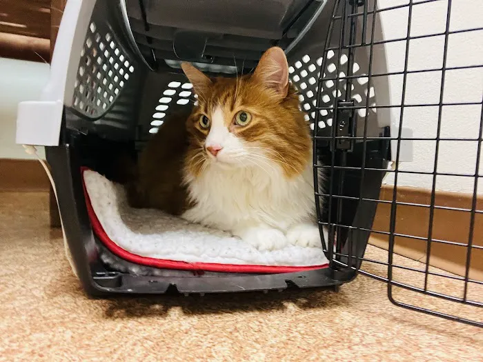 Montecito Animal Clinic Picture 3