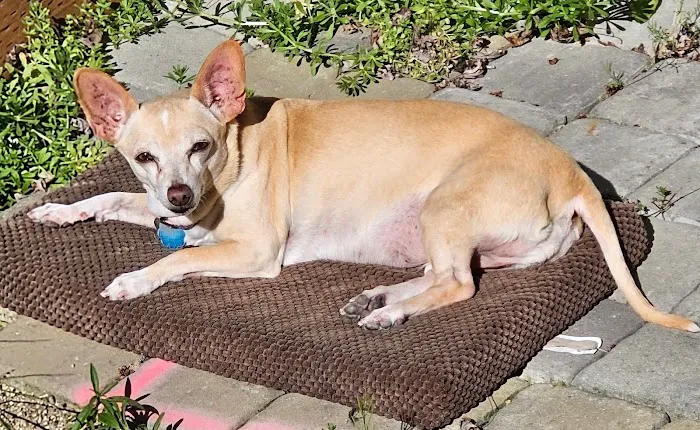 Montecito Animal Clinic Picture 7