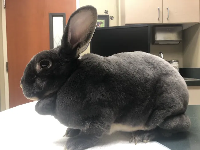 Oasis Veterinary Hospital Picture 9