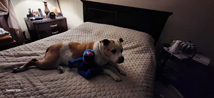 Bandana Rx (previously Pet VM) Picture 6