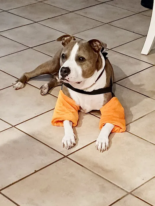 Bandana Rx (previously Pet VM) Picture 8