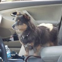 Hillcrest Veterinary Hospital ico