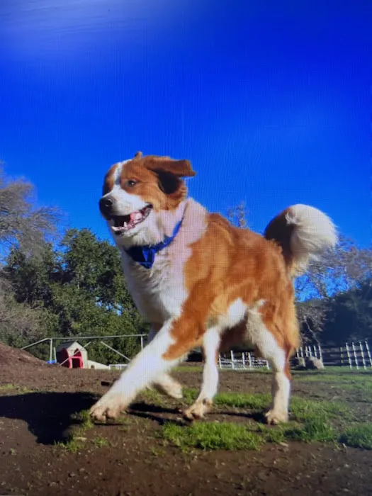Diablo View Veterinary Medical Hospital Picture 2