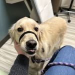 SAGE Veterinary Centers - Concord