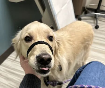 SAGE Veterinary Centers - Concord