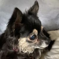 Sun Valley Pet Hospital ico