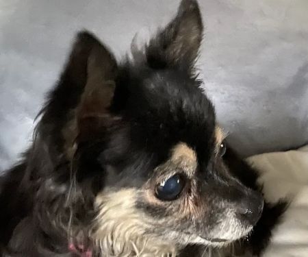 Sun Valley Pet Hospital