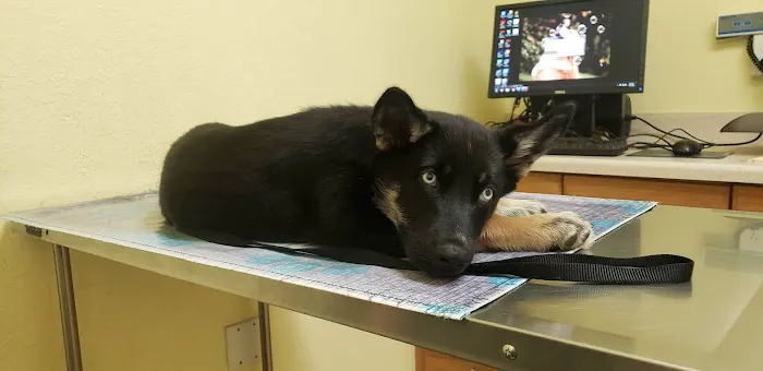 Sun Valley Pet Hospital Picture 5