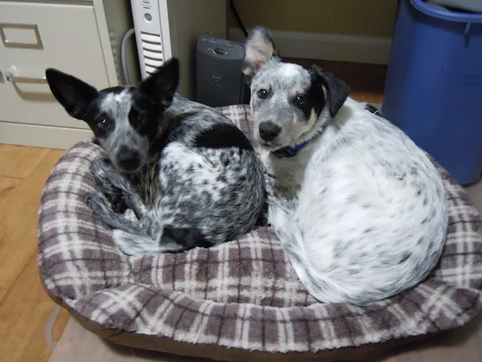 Sun Valley Pet Hospital Picture 6