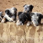 Roe-Burke Veterinary Services