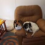 Hardinsburg Animal Clinic