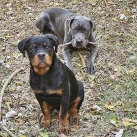 Yates Benjamin a DVM ico