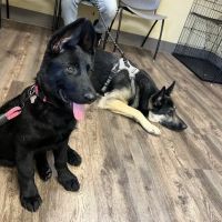 Helmwood Veterinary Clinic ico